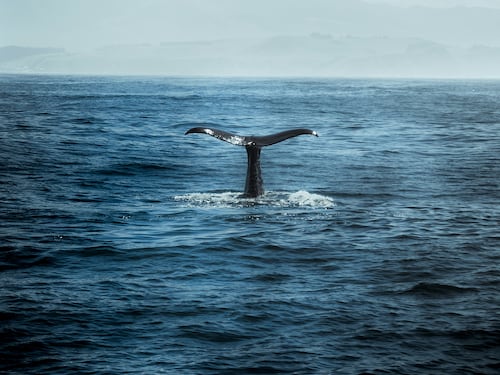 "Horcynus Orca", capolavoro di una lingua fluida ed eterna