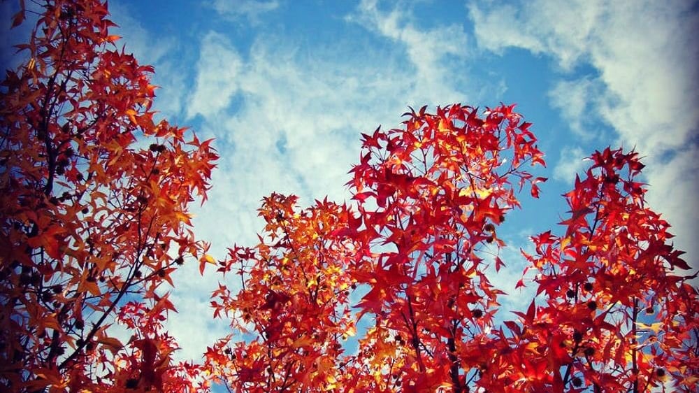 Oggi è l’equinozio d’autunno: cosa vuol dire e perchè cambia ogni anno