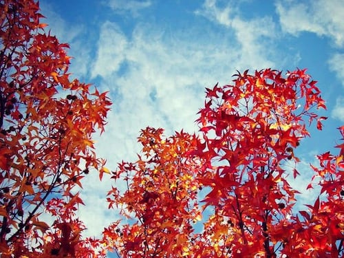 Oggi è l’equinozio d’autunno: cosa vuol dire e perchè cambia ogni anno