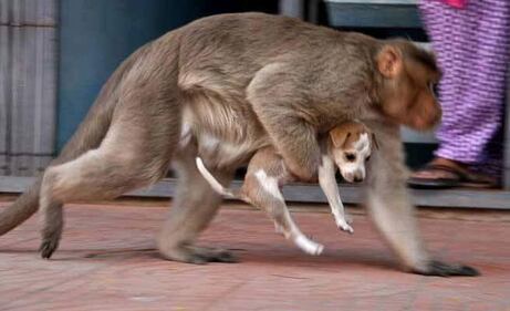 India, il macaco adotta il cagnolino 8