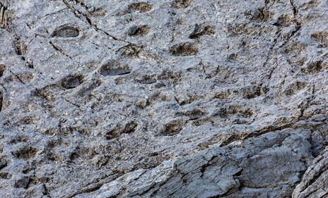 Scoperta al Parco dello Stelvio: orme di Plateosaurus, dinosauro erbivoro 6