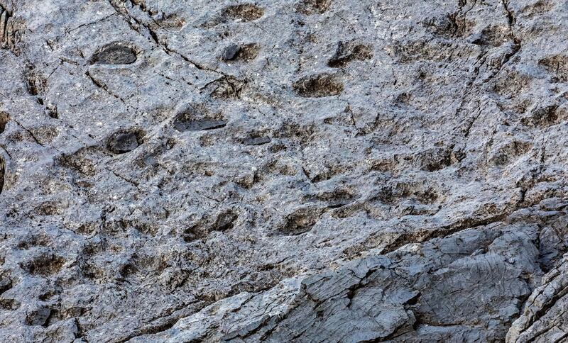 Scoperta al Parco dello Stelvio: orme di Plateosaurus, dinosauro erbivoro 6