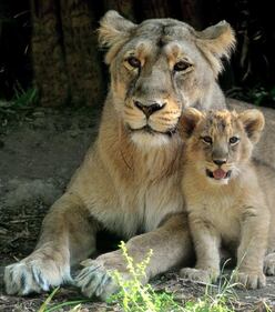 Bioparco di Roma sono nati due leoncini asiatici 8