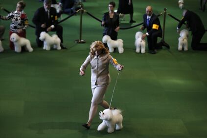 Cani bellissimi, e padroni molto orgogliosi 4