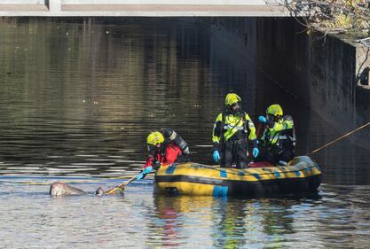 Cadavere nel fiume Lambro