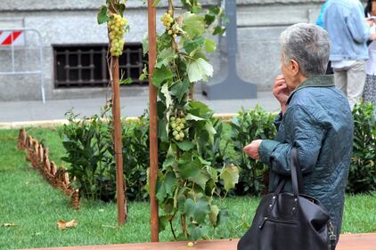 Milano, uva in piazza: i turisti si mangiano l'opera d'arte 5