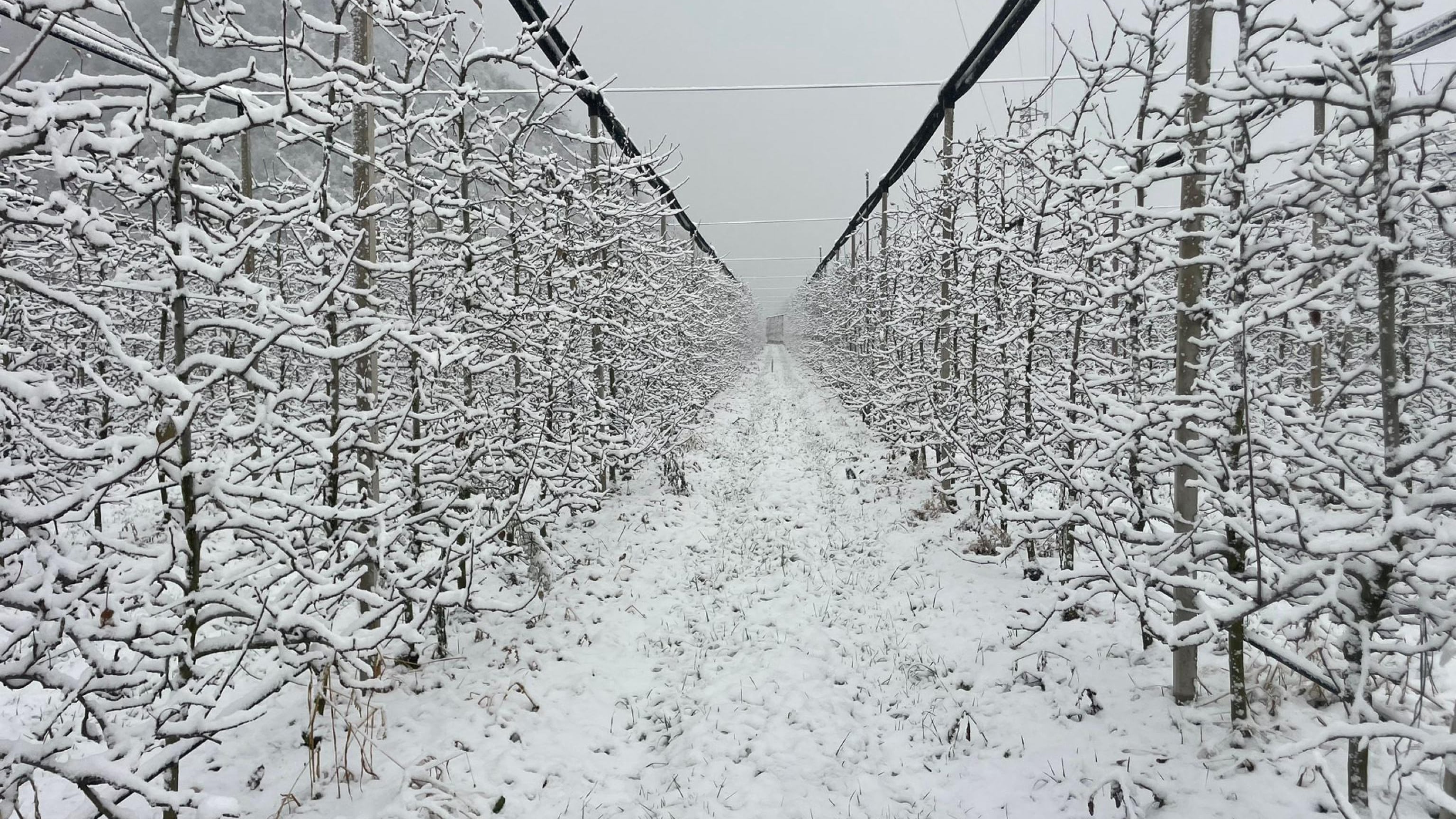 Neve, freddo e vento, si abbassa il vortice polare: cosa può succedere in Italia