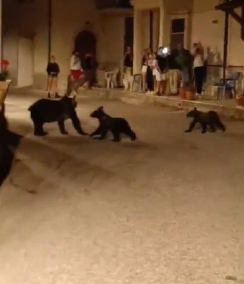 l'orsa Amarena con i piccoli in piazza a San Sebastiano dei Marsi