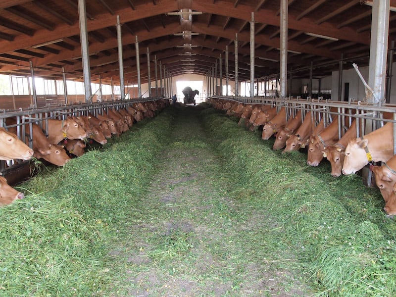 Le vacche rosse dell'azienda Grana D'Oro, dal cui latte si produce il Parmigiano Reggiano. (Foto: Coldiretti)