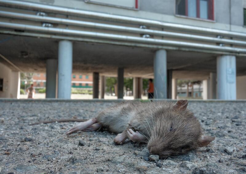 Milano, viaggio nel fortino degli abusivi in via Salomone 2