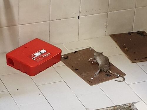Chieti, topi e scarafaggi nell'ospedale di Vasto: "Episodio gravissimo"