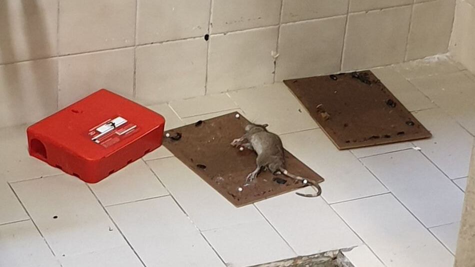 Chieti, topi e scarafaggi nell'ospedale di Vasto: "Episodio gravissimo"