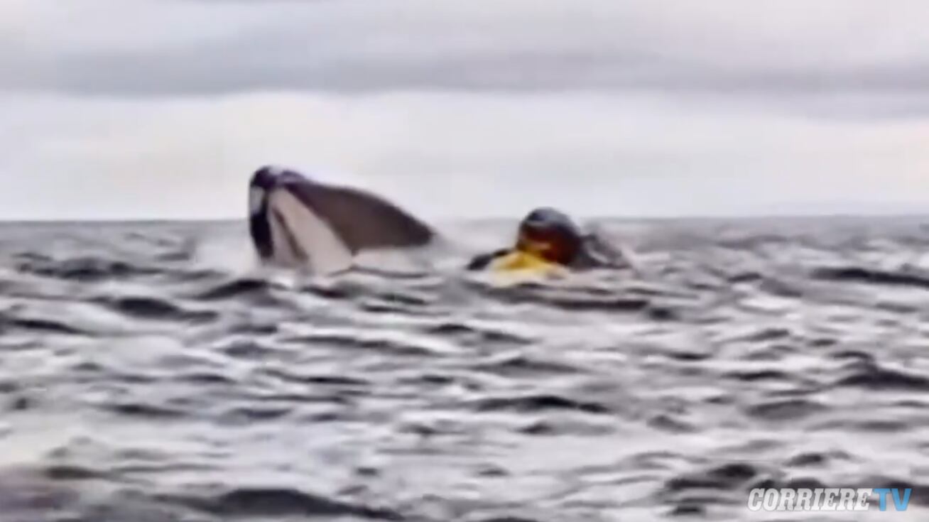 Una balena lo inghiotte e lo risputa vivo: il "miracolo" di un 24enne venezuelano