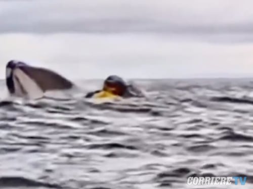 Una balena lo inghiotte e lo risputa vivo: il "miracolo" di un 24enne venezuelano