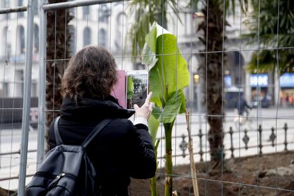 I banani arrivano in piazza Duomo 14