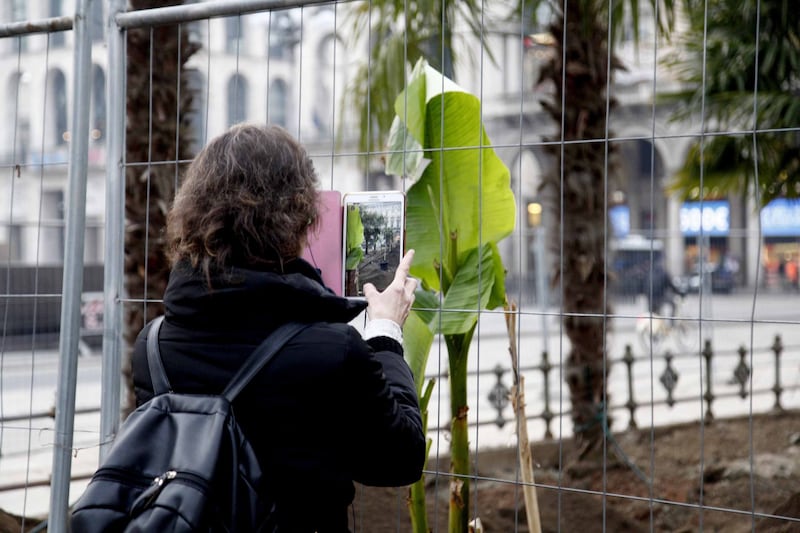 I banani arrivano in piazza Duomo 14
