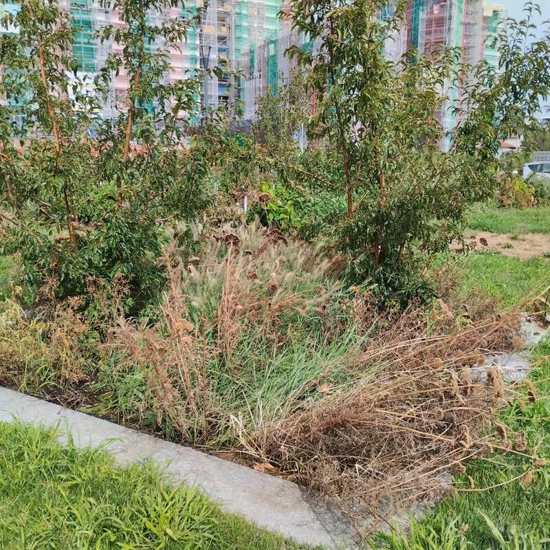 Manutenzione del verde al 'Parco 8 marzo' di Milano 3