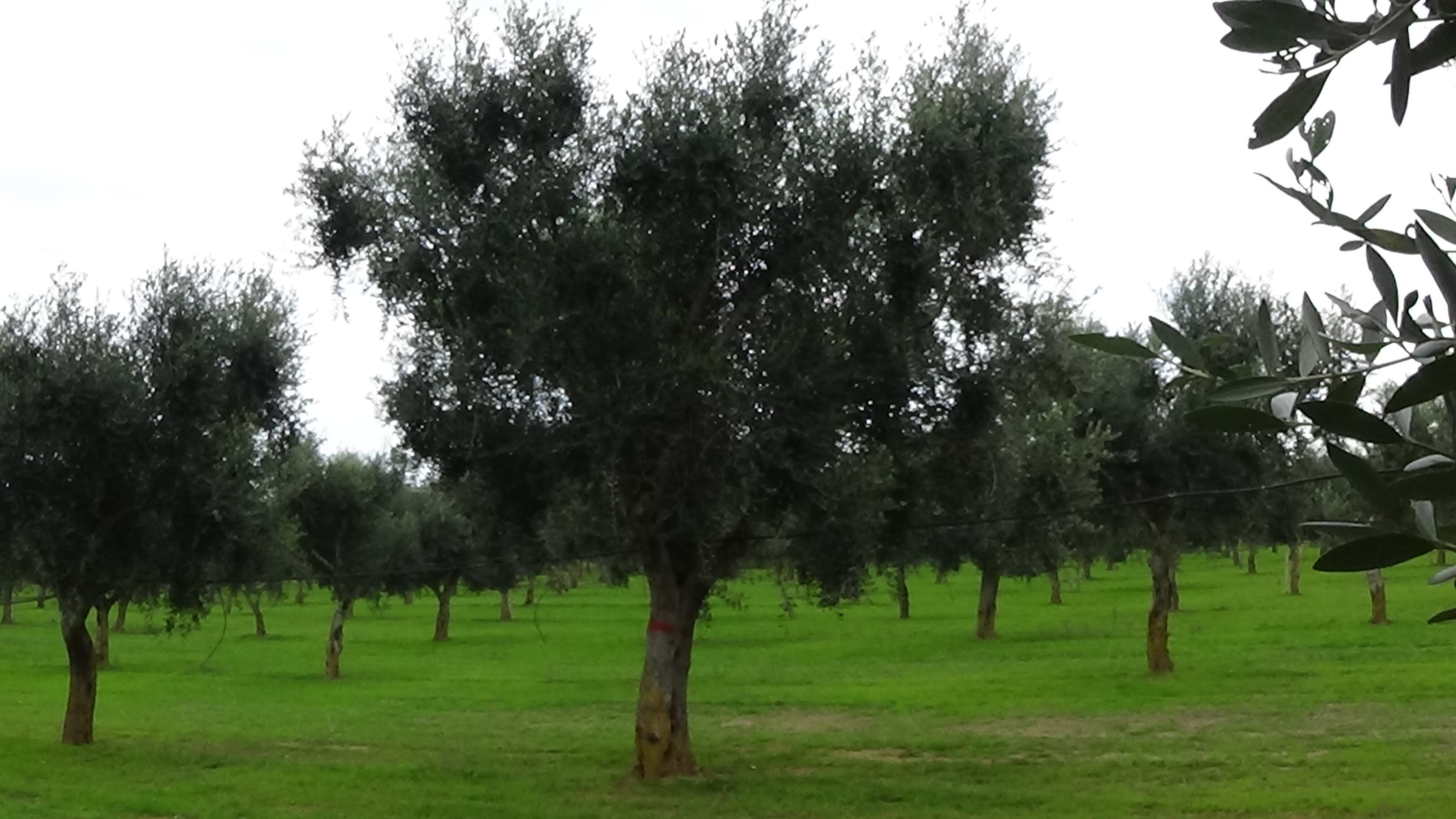 Lecce, Xylella: Emiliano a colloquio dai pm