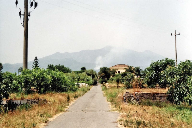 Avocado, il frutto "di moda" 10