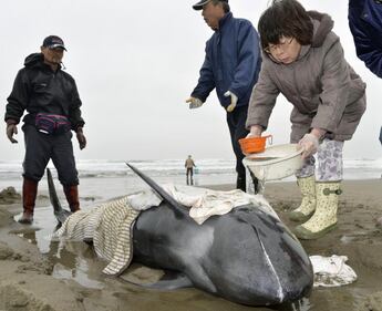 Decine di delfini spiaggiati in Giappone 3