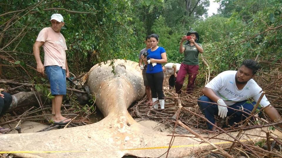 Il mistero della balena spiaggiata nel cuore della foresta Amazzonica