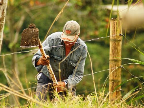 Vendemmia a rischio: "I braccianti? Preferiscono il reddito di cittadinanza"