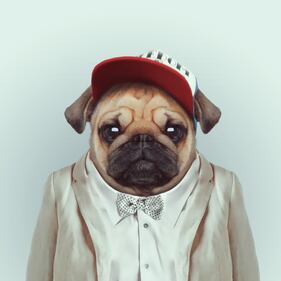 Avete mai visto animali vestiti da esseri umani? 14