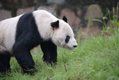 Il panda più vecchio del mondo compie 30 anni 1