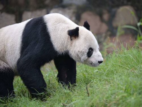 Il panda più vecchio del mondo compie 30 anni