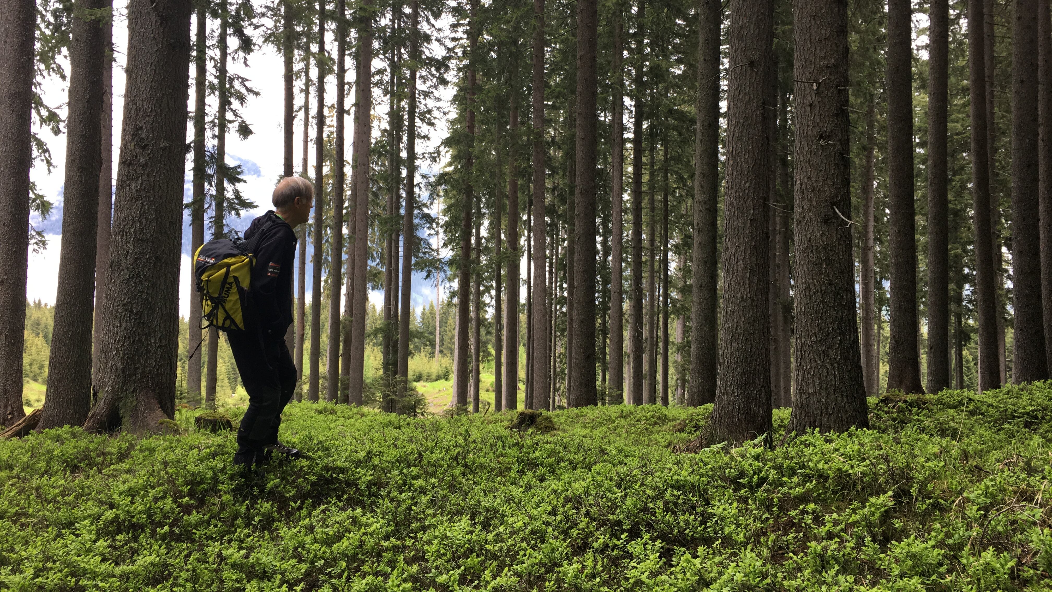 Nel bosco dell'armonia "crescono" orchestre e violini