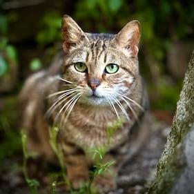 La colonia felina nel palazzo sforzesco di Milano 3