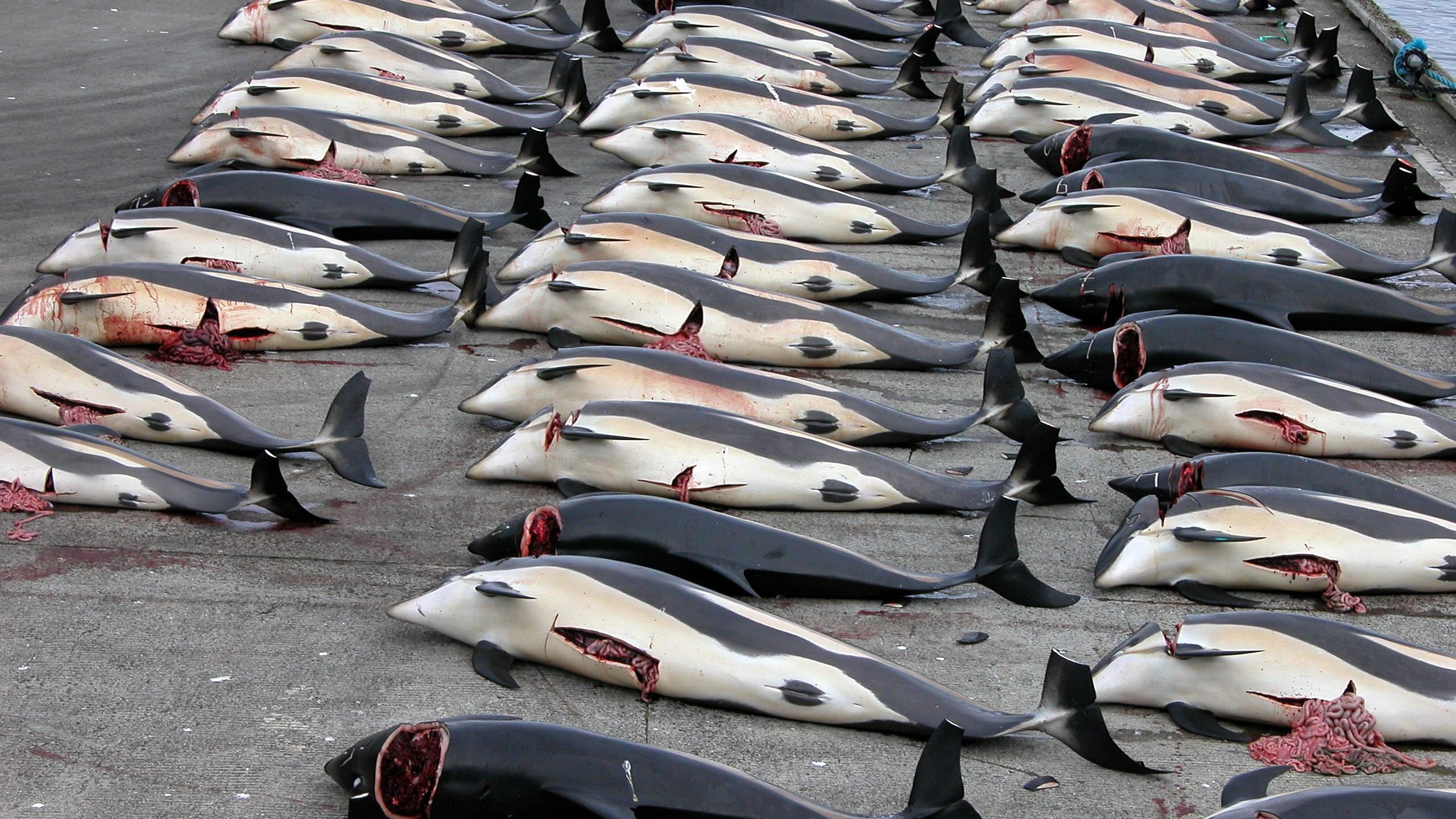 333 balene uccise con arpioni esplosivi: bufera sul Giappone