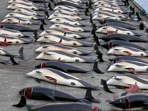 333 balene uccise con arpioni esplosivi: bufera sul Giappone