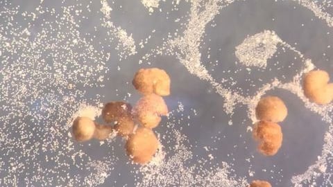 Ecco i primi robot cellulari: sono in grado di riprodursi (e somigliano a Pac Man)
