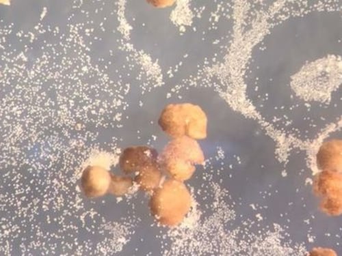 Ecco i primi robot cellulari: sono in grado di riprodursi (e somigliano a Pac Man)