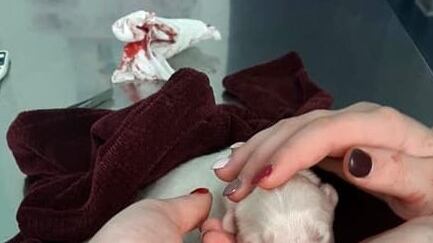 Agrigento, cuccioli di cane lanciati sull'asfalto e fatti a brandelli
