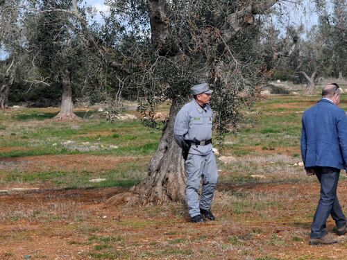 Domenica delle Palme senza l'ulivo "C'è il rischio di diffusione Xylella"