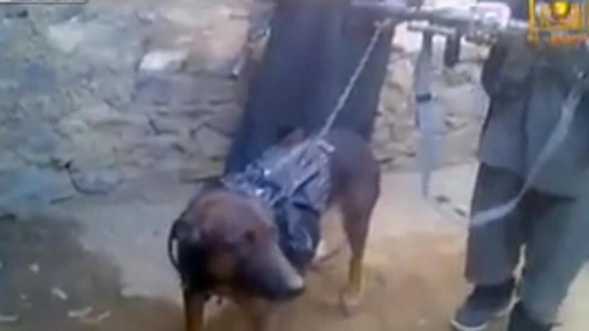 Colonel, il cane soldato prigioniero dei talebani
