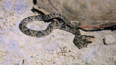Bologna, vittima del morso di una vipera, bimba di 8 anni si salva