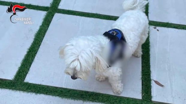 "Tradito dal cagnolino": così è stato catturato il boss Cacciapuoti