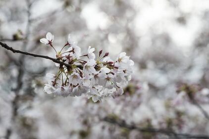 Lo spettacolo dei ciliegi in fiore a Tokyo 18