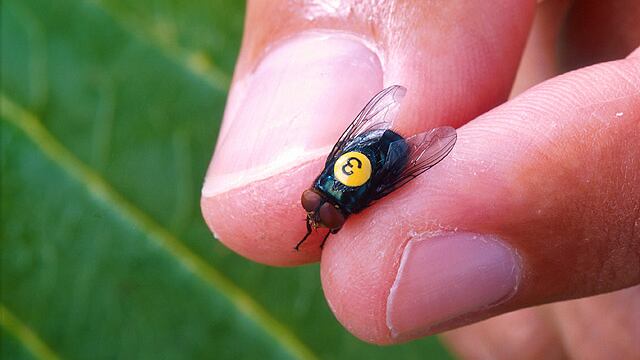 "Si infila ovunque". È allarme per la mosca "mangiauomini"