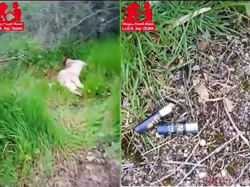 Uccisa a fucilate, la cagnolina era la mascotte del centro commerciale, orrore in Sardegna