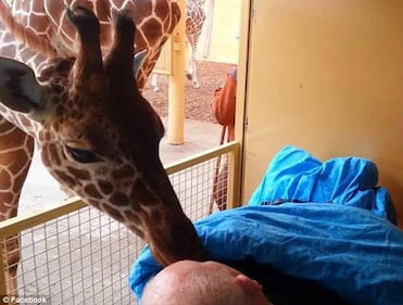 Rotterdam, la giraffa saluta il custode malato con un "bacio" 1