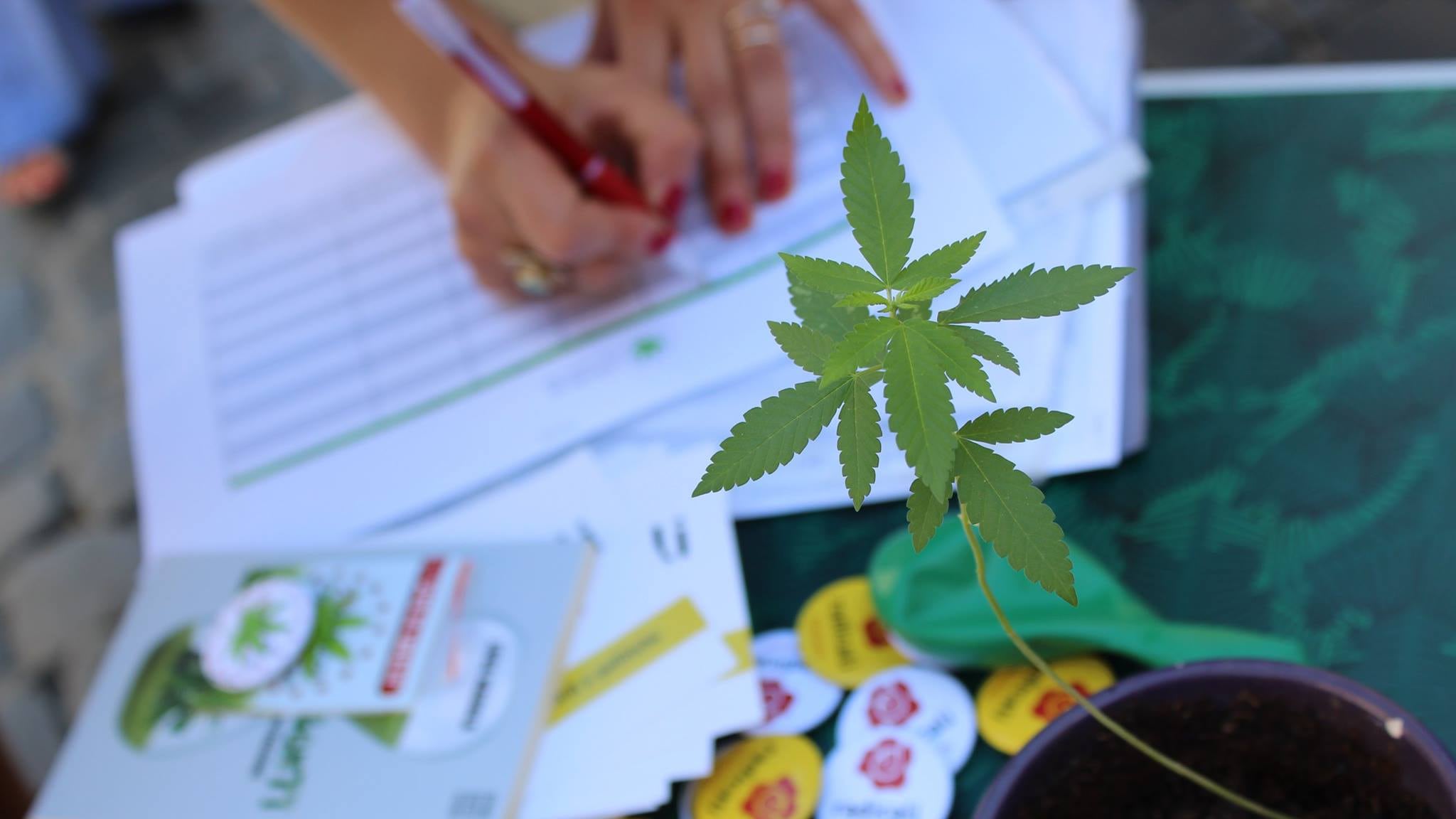 Cannabis, a Montecitorio arrivano i corsi di autocoltivazione