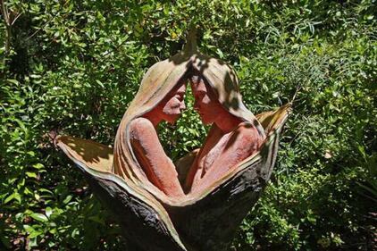 Una foresta magica tra sogno e realtà: l'opera di Bruno Torfs 2