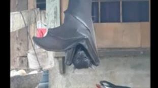 Il pipistrello gigante esiste: adesso c'è la prova
