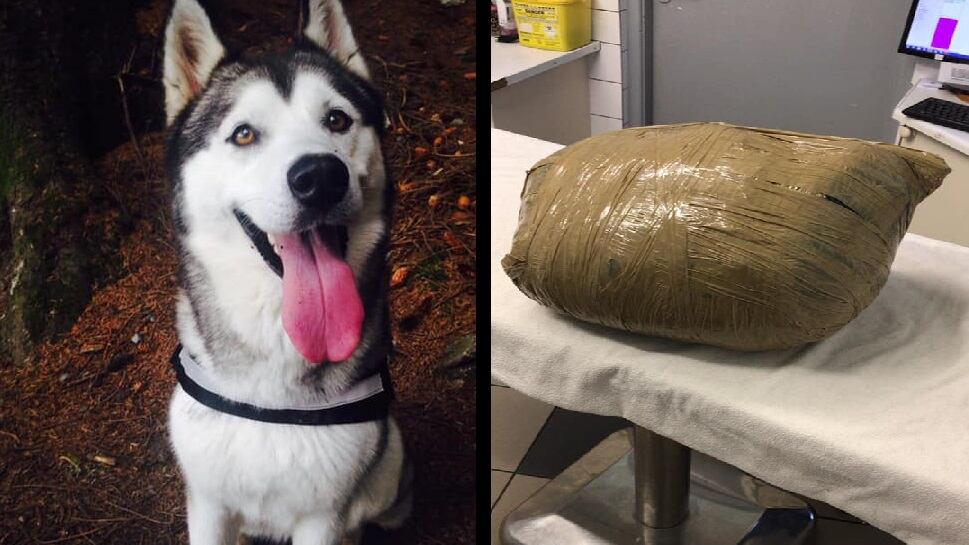 Porta il cane in pensione: lo ritrova 3 giorni dopo, morto e avvolto nello scotch