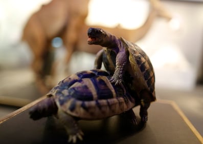 Come fanno sesso gli esseri in natura? Mostra scandalo a Monaco 11