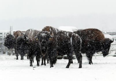 La neve e i bisonti 2